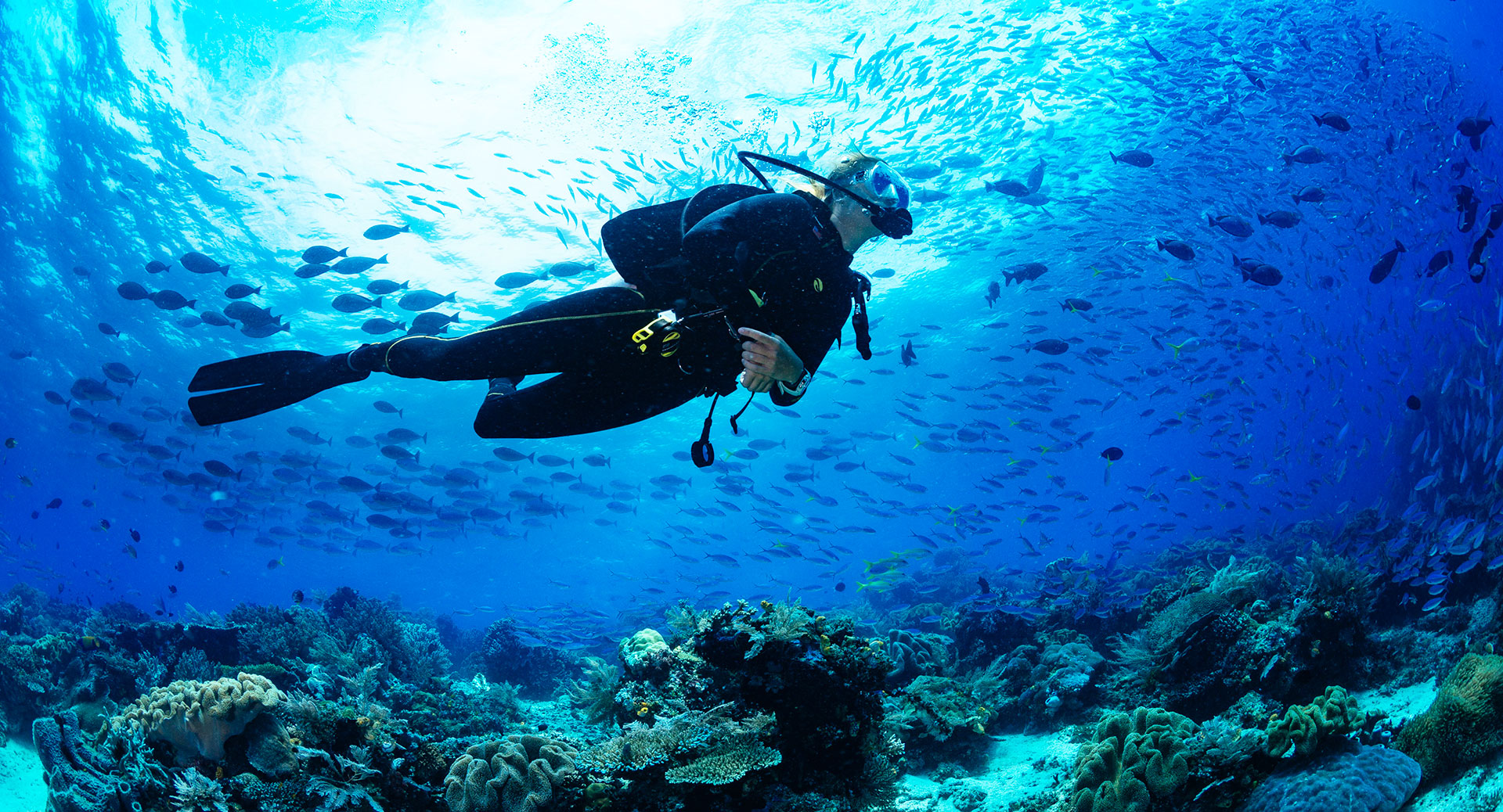 Triangle of Bermuda, the best diving experience in the world