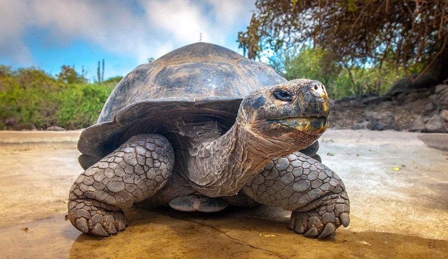 Galapagos Islands, The Exoticism And Beauty Of Nature Destinations