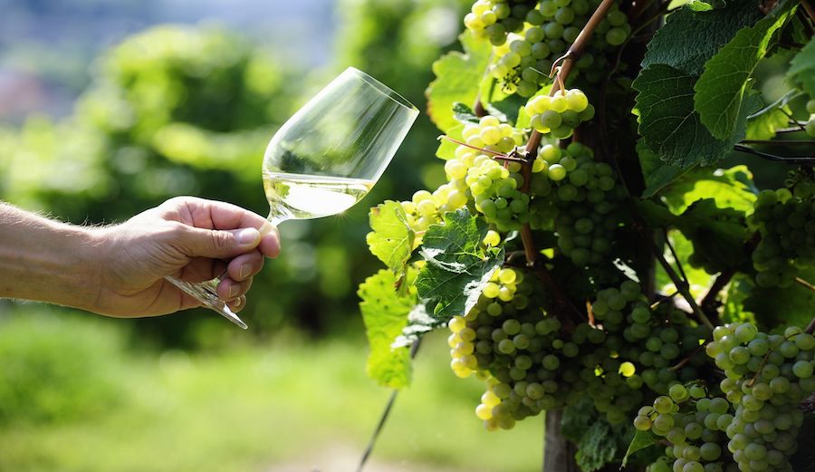 Wines Made With Riesling Grapes: German Excellence Food & Drink