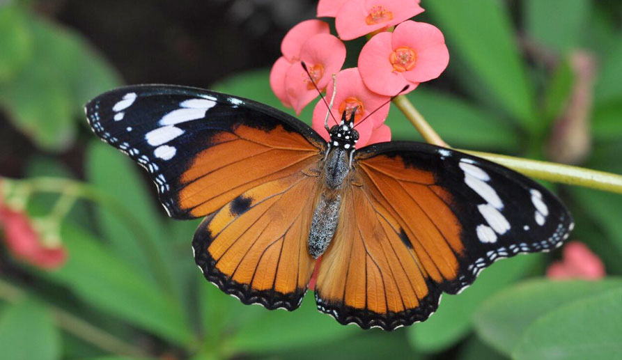 The Butterfly Paradise In Mombasa - Azureazure.com