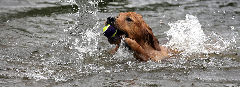 Pet Friendly Hotels and Flight Options Make Traveling with Pets a Dream