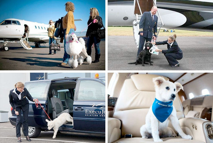 Pets That Fly First Class